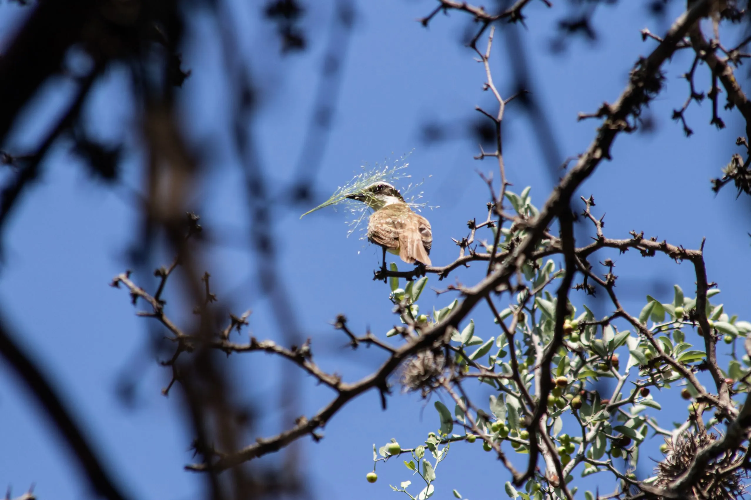 Aves del Chaco