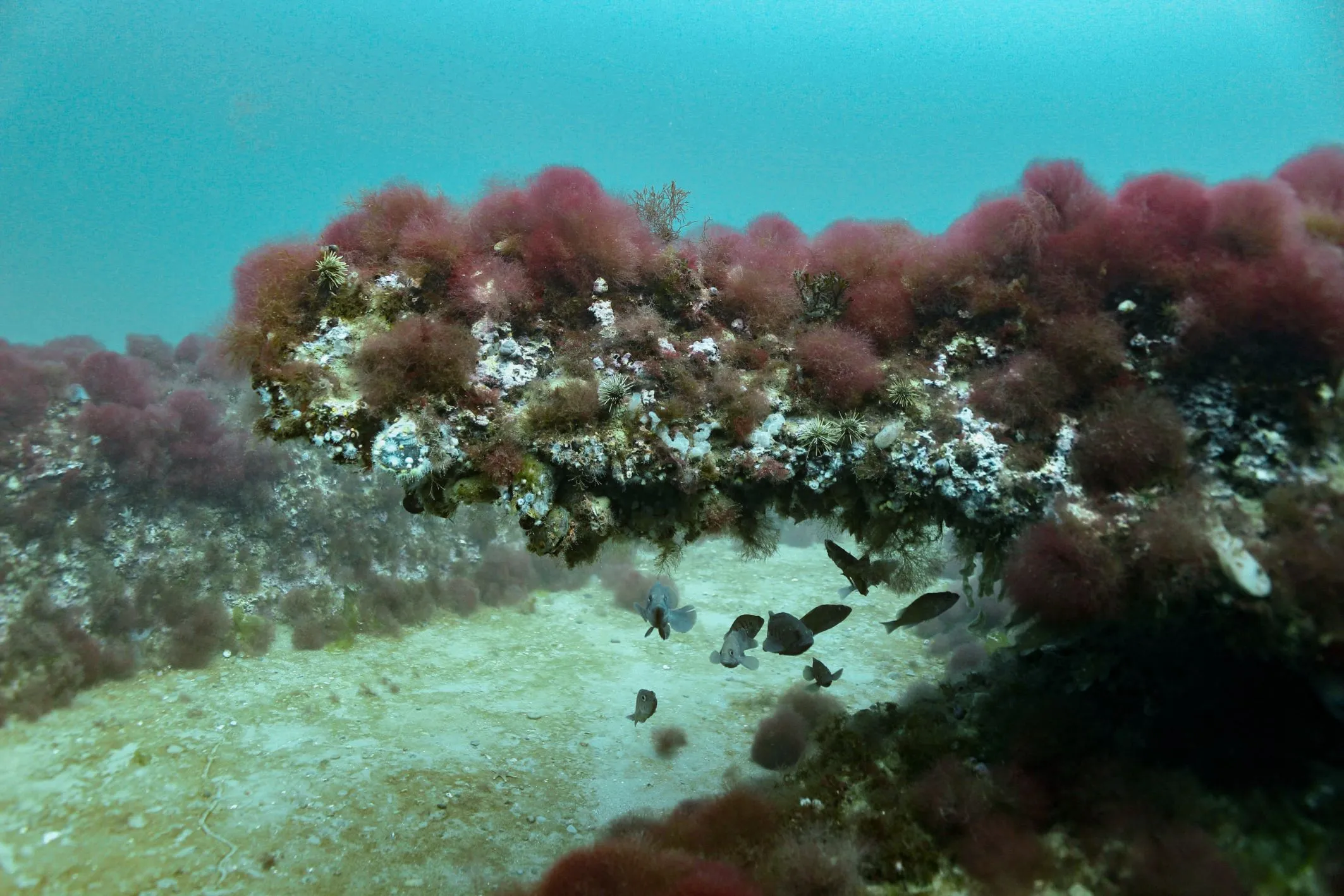 Buceo en el Golfo San Matías