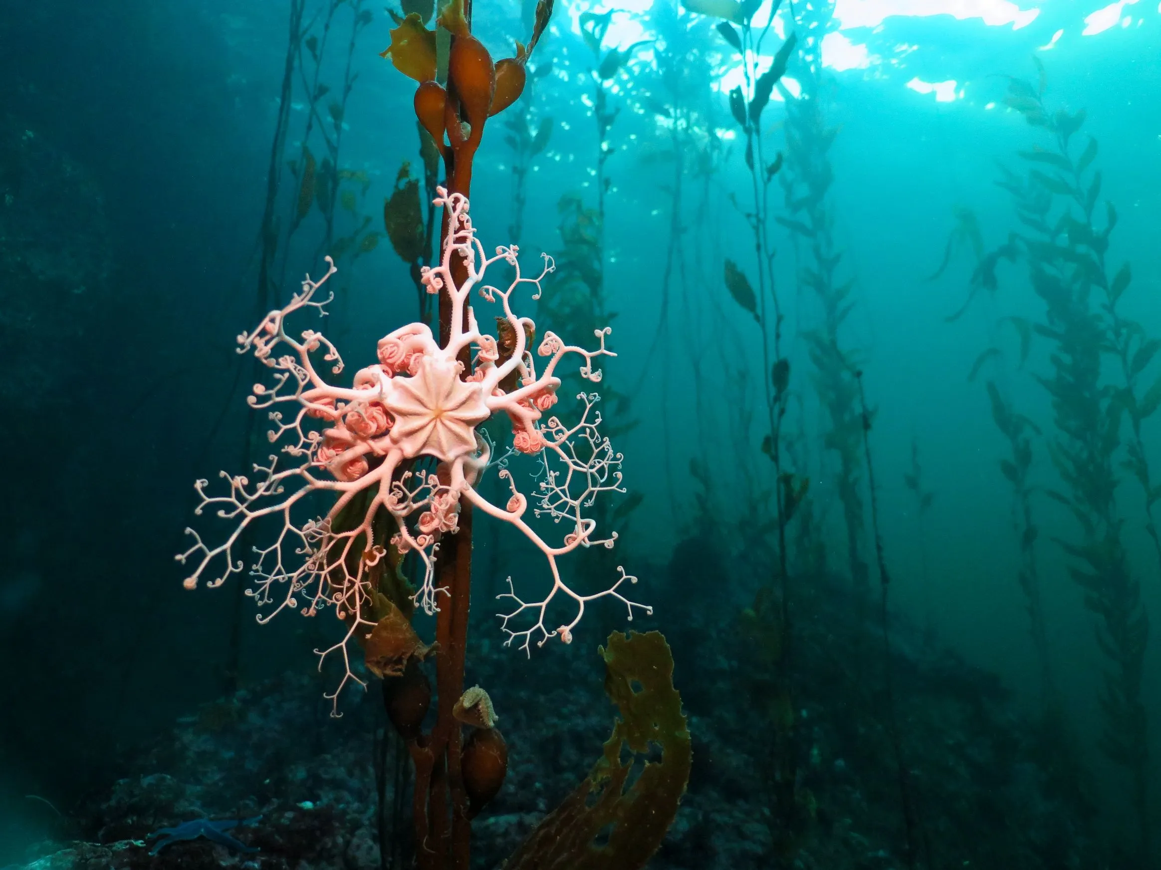 Buceo en las costas de Ушуайя