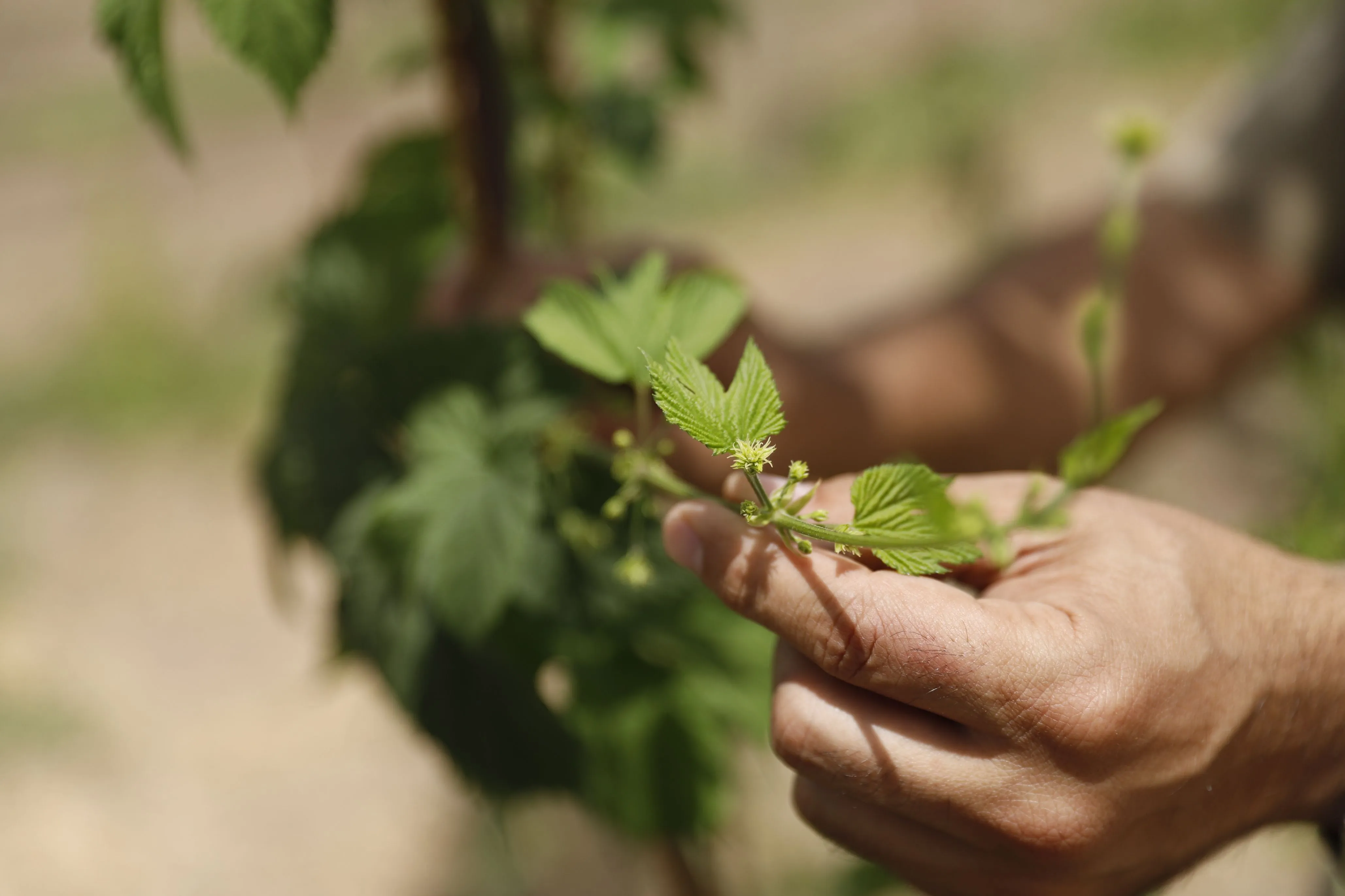 Frutas de pepita en el Alto Valle del río Negro