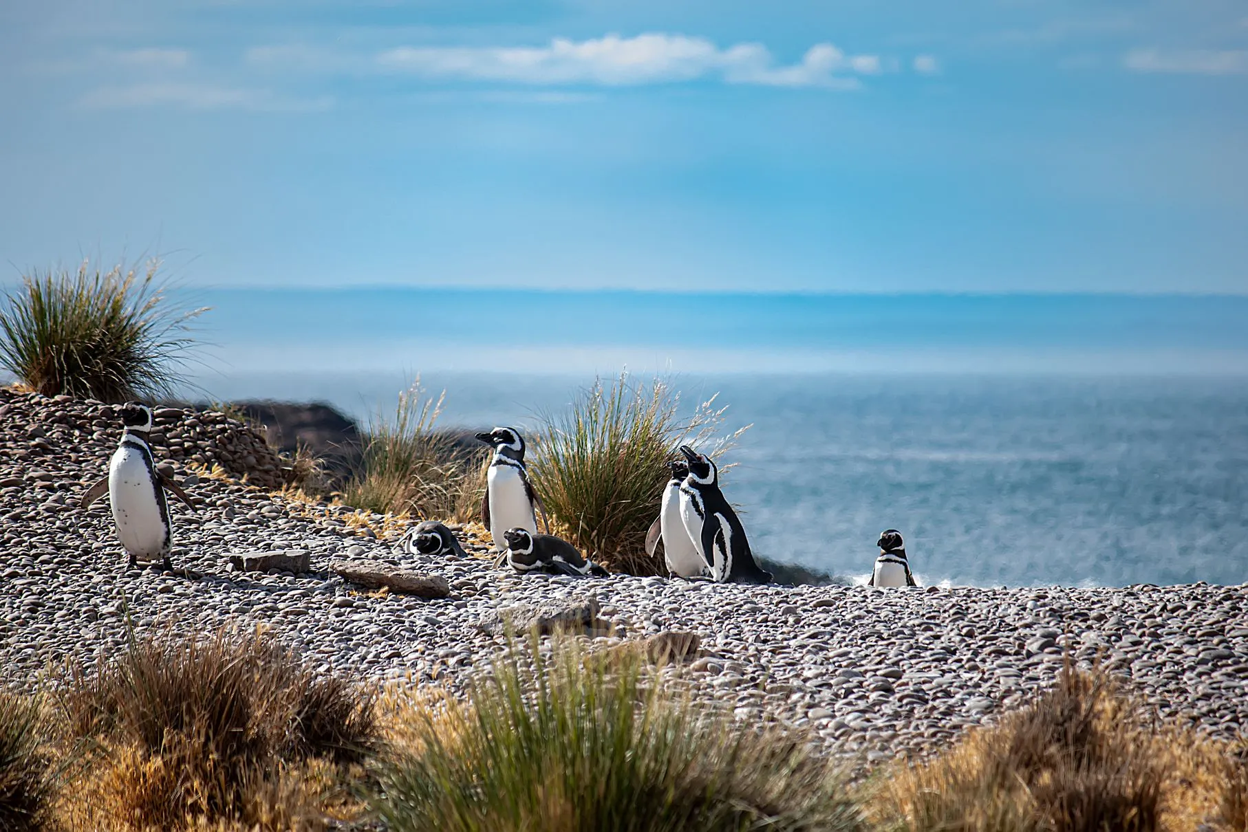 Pingüinos en Punta Tombo