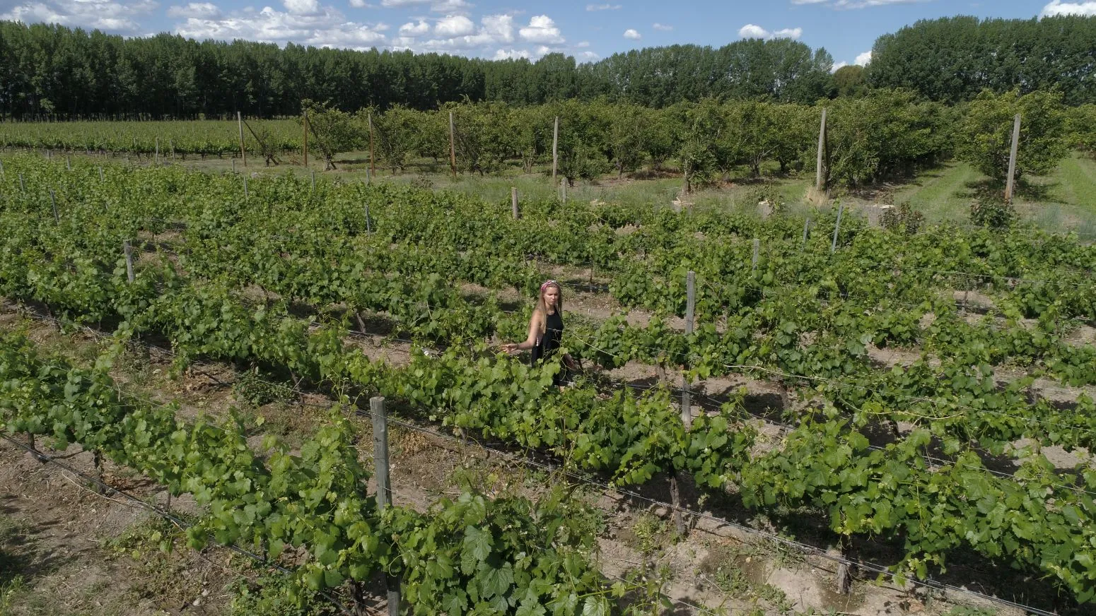 Ruta del Vino en la Патагония