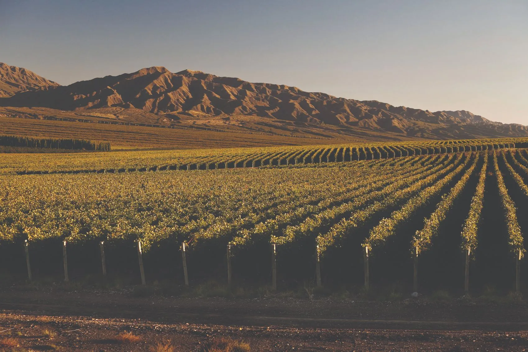 Ruta del vino en San Juan