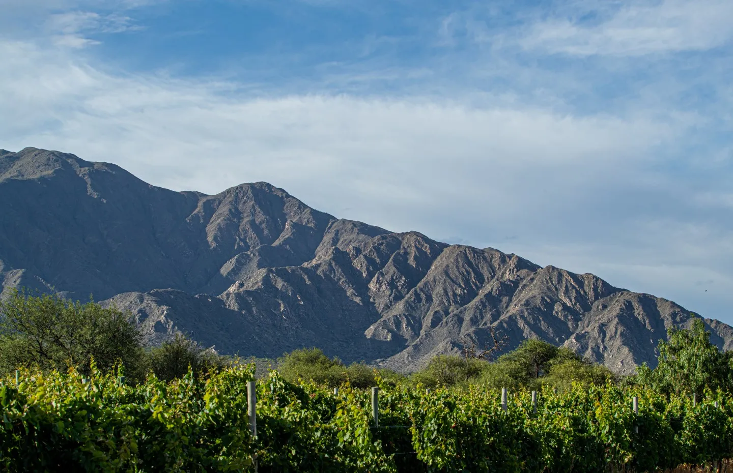 Ruta del vino en Tucumán