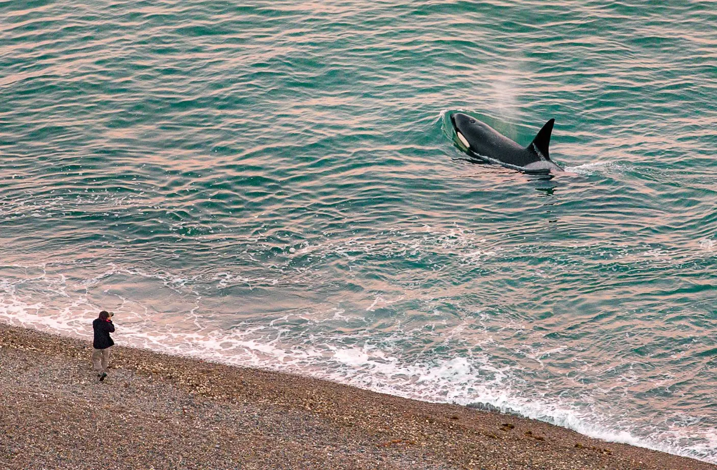 Temporada de orcas en Península Valdés