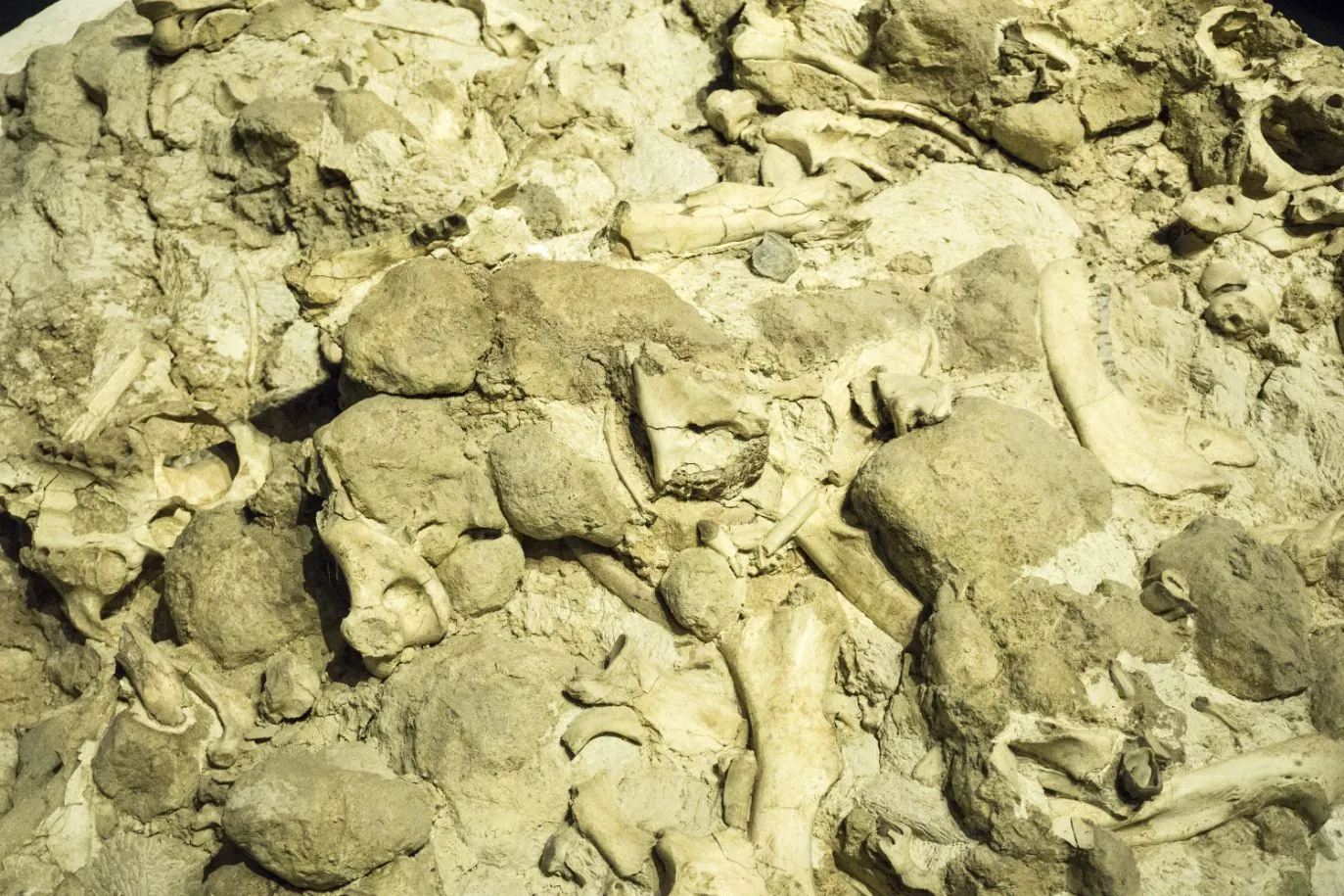 Turismo paleontológico en Neuquén