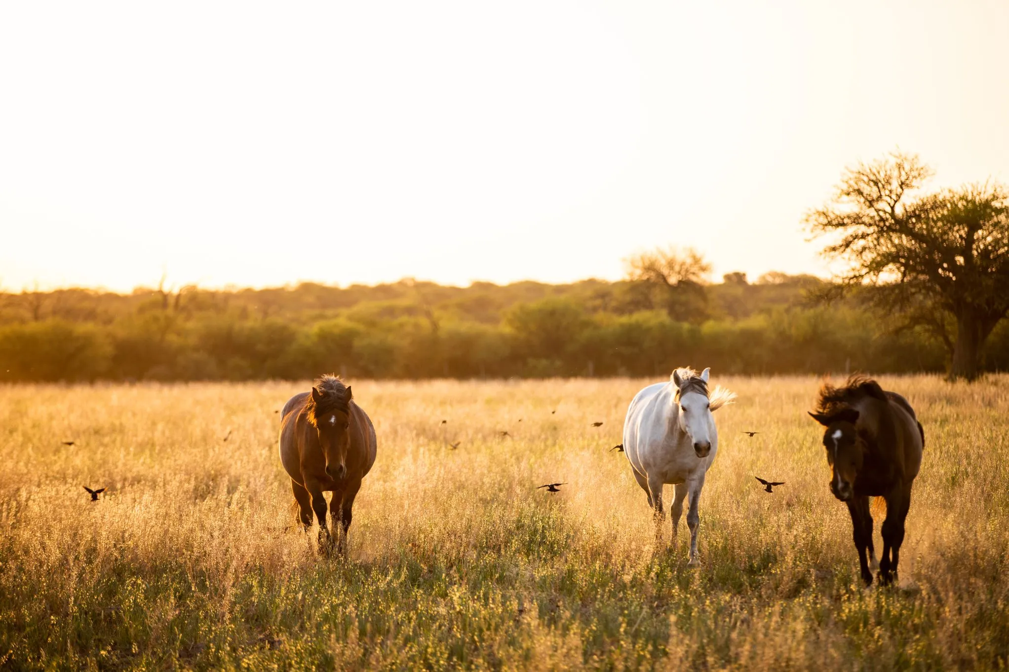 Turismo rural en La Pampa