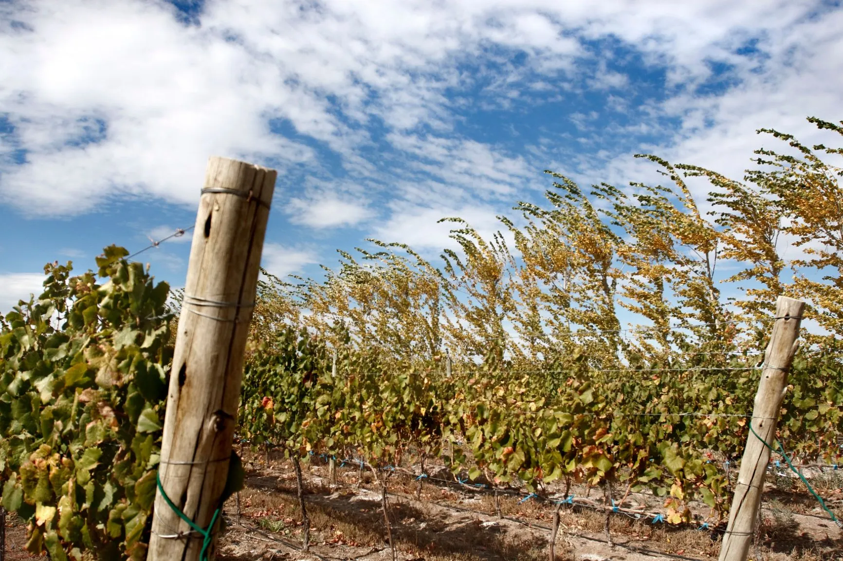 Патагонияn valley wines